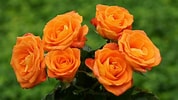 Risultato immagine per Orange Rose Bush. Dimensioni: 178 x 100. Fonte: www.etsy.com