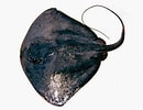 Image result for "dasyatis Violacea". Size: 130 x 100. Source: pocopesca1.blogspot.com