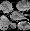 Afbeeldingsresultaten voor "thysanoessa Raschii". Grootte: 99 x 100. Bron: www.researchgate.net