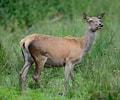 Image result for Red deer Female. Size: 120 x 100. Source: www.dreamstime.com