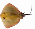 Afbeeldingsresultaten voor "dasyatis Violacea". Grootte: 121 x 100. Bron: www.peces.info