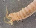 Image result for Anobothrus gracilis. Size: 127 x 100. Source: www.marinespecies.org