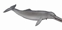 Bilderesultat for Toothed whale Phylum. Størrelse: 206 x 100. Kilde: palaeopedia.tumblr.com