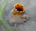 Image result for Clam Siphon. Size: 117 x 100. Source: asknature.org