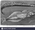 Image result for Oilfish Anatomy. Size: 119 x 100. Source: www.alamy.com