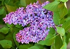 Image result for Beck's Lilac Bush. Size: 143 x 100. Source: www.thespruce.com