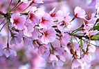 Image result for Cherry Blossom. Size: 143 x 100. Source: coachinator79.wordpress.com