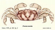 Image result for "pinnixa Tumida". Size: 185 x 100. Source: www.crabs.ru