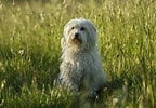 Image result for Coton De Tulear. Size: 144 x 100. Source: www.thesprucepets.com