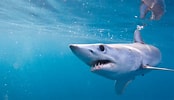 Afbeeldingsresultaten voor Shark Round Head. Grootte: 174 x 100. Bron: www.vcstar.com