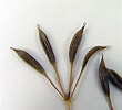 Image result for "corycaeus Longistylis". Size: 110 x 100. Source: gobotany.nativeplanttrust.org