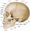 Image result for "craniella Cranium". Size: 96 x 100. Source: doctorlib.info