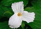 Image result for White Trillium. Size: 138 x 100. Source: www.birdsandblooms.com