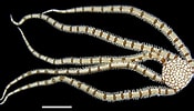 Image result for "ophionereis Reticulata". Size: 175 x 100. Source: www.sema.ce.gov.br