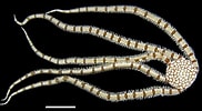 Image result for "ophionereis Reticulata". Size: 182 x 100. Source: www.sema.ce.gov.br