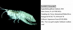 Image result for "leptocheirus Pilosus". Size: 240 x 100. Source: www.pecriominho.org