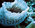 Image result for "rissoa Porifera". Size: 124 x 100. Source: nexusofscience.weebly.com