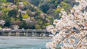 嵯峨野 桜 に対する画像結果.サイズ: 175 x 100。ソース: www.nippon.com
