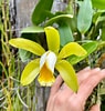 Image result for "vannuccia Forbesii". Size: 95 x 100. Source: www.palmerorchids.com