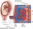 Image result for Cardiapoda Placenta Anatomie. Size: 112 x 100. Source: boundbobskryptis.blogspot.com