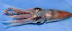 Image result for "pyroteuthis Margaritifera". Size: 232 x 100. Source: tolweb.org