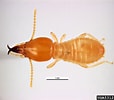 Image result for "metanephrops Formosanus". Size: 114 x 100. Source: www.forestryimages.org