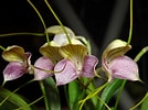Image result for "parundella Caudata". Size: 134 x 100. Source: www.orchidroots.com