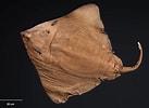 Image result for "bathyraja Richardsoni". Size: 137 x 100. Source: fishesofaustralia.net.au