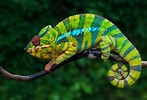 Résultat d’image pour Le caméléon Animal. Taille: 147 x 100. Source: www.pets.fr