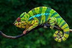 Résultat d’image pour le caméléon animal. Taille: 150 x 100. Source: www.pets.fr