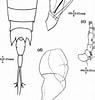 Afbeeldingsresultaten voor "corycaeus Speciosus". Grootte: 95 x 100. Bron: www.researchgate.net