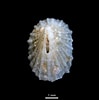 Image result for "puncturella Noachina". Size: 99 x 100. Source: www.marinespecies.org
