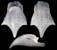 Image result for "cavolinia inflexa Imitans". Size: 114 x 100. Source: gastropods.com