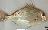 Image result for Pagrus caeruleostictus. Size: 159 x 100. Source: www.reeflex.net