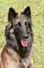 Image result for Belgisk hyrdehund. Size: 65 x 100. Source: www.colourbox.dk