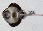 Image result for Neoraja caerulea Anatomie. Size: 140 x 100. Source: shark-references.com