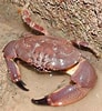 Image result for "menippe Rumphii". Size: 92 x 100. Source: www.wildsingapore.com