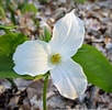 Image result for White Trillium. Size: 102 x 100. Source: marathonpundit.blogspot.com