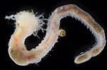 Afbeeldingsresultaten voor "trichobranchus Glacialis". Grootte: 151 x 100. Bron: www.inaturalist.org