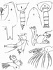Afbeeldingsresultaten voor Scottocalanus securifrons Geslacht. Grootte: 76 x 100. Bron: copepodes.obs-banyuls.fr