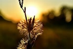 Résultat d’image pour Rayon de soleil sur Fleur. Taille: 148 x 100. Source: pixnio.com