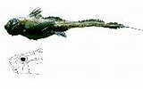 Image result for "hydrolagus Mirabilis". Size: 160 x 100. Source: www.fishbase.se