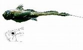 Image result for Hydrolagus mirabilis Dieet. Size: 166 x 100. Source: www.fishbase.se