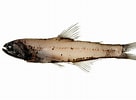 Image result for "lampanyctus Intricarius". Size: 136 x 100. Source: fishesofaustralia.net.au