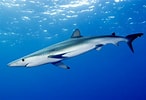Afbeeldingsresultaten voor blauwe haai. Grootte: 146 x 100. Bron: diertjevandedag.classy.be