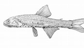 Image result for "lampanyctus Intricarius". Size: 173 x 100. Source: www.fishbiosystem.ru
