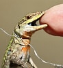 Image result for "phyllostaurus Siculus". Size: 92 x 100. Source: www.californiaherps.com