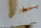 Image result for "thoralus Cranchii". Size: 146 x 100. Source: www.marinespecies.org