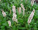 Image result for "myra Affinis". Size: 127 x 100. Source: www.penlanperennials.co.uk