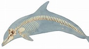 Image result for dolfijn skelet. Size: 182 x 100. Source: conservedolphins.weebly.com